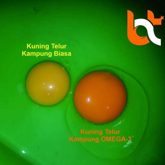 

Produk Baru!! Telur Ayam Kampung Merah Isi 30 Butir - Telor Kampung Sehat Merah