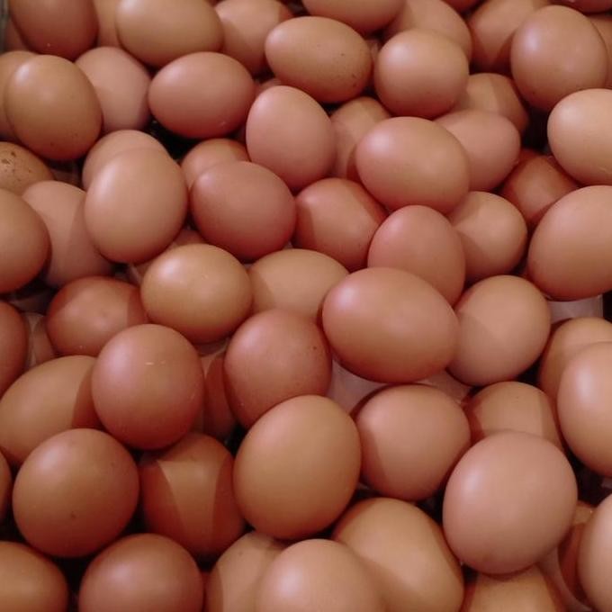 

Produk Baru!! Telur Ayam Omega 3 1 Kg - Telur Sehat Bersih & Bergizi