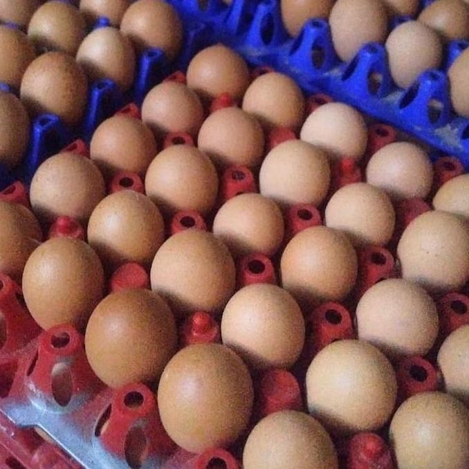 

Produk Baru!! Telur Ayam Negeri Fresh 1kg - Telur Coklat Lokal Harian Berkualitas