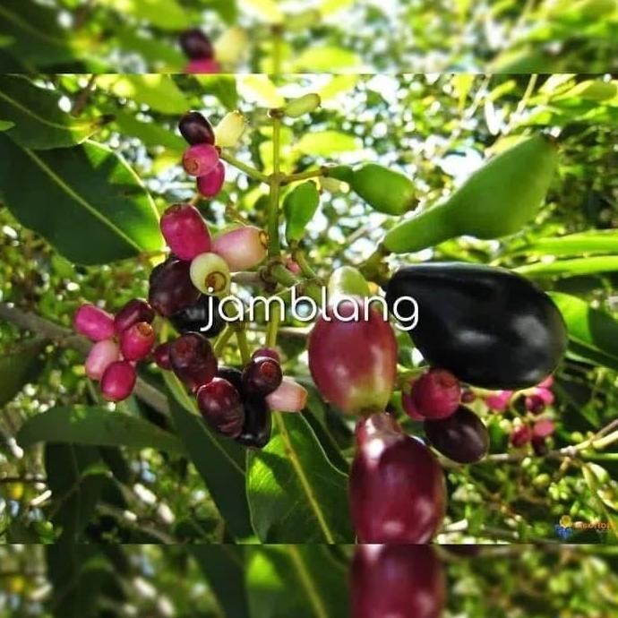 OBRAL Bibit Pohon Buah Jamblang - Tanaman Jamblang Hitam - Pohon Duwet ATZX