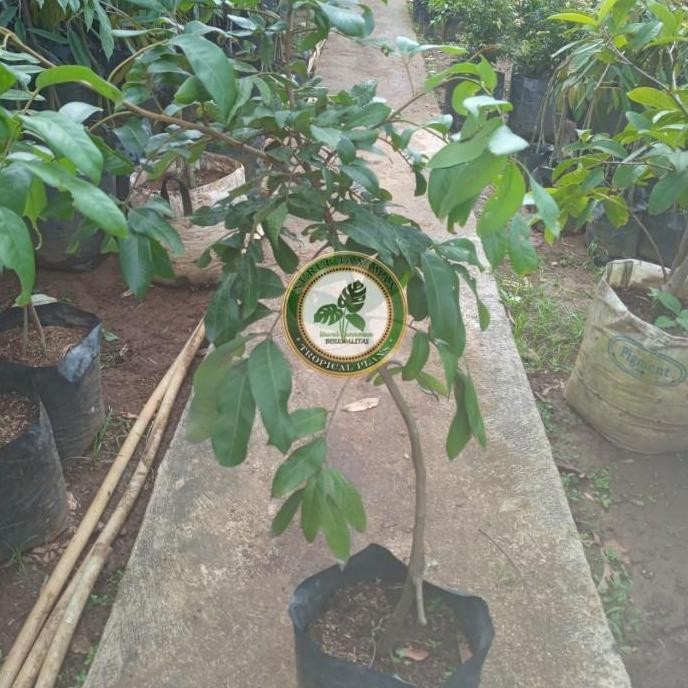 OBRAL Bibit Pohon Kelengkeng Itoh / Tanaman Buah Lengkeng Itoh Super ATZX