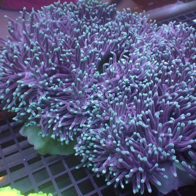 Baru Anemon Clown Tip Biru Rumah Nemo