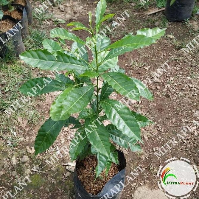 Bibit Pohon So Abiu - Buah So Abiu tralia - Tanaman So Abiu ATZ