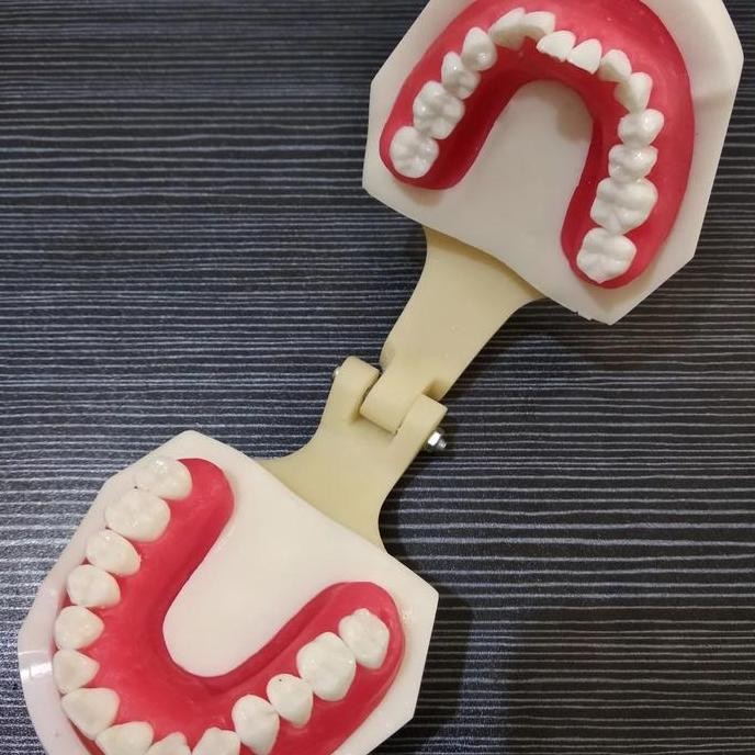 Model Gigi Pelatihan Ortho Wax Dental study model typodont orthodontic