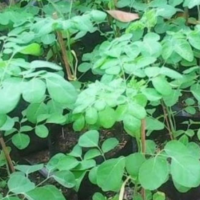 bibit pohon kelor,bibit kelor ditanam dari biji buah kelor