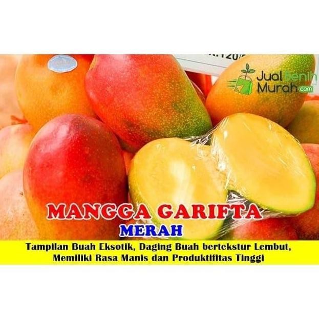 POHON Bibit Tanaman Buah Mangga Garifta Merah-Bibit Mangga Grafita