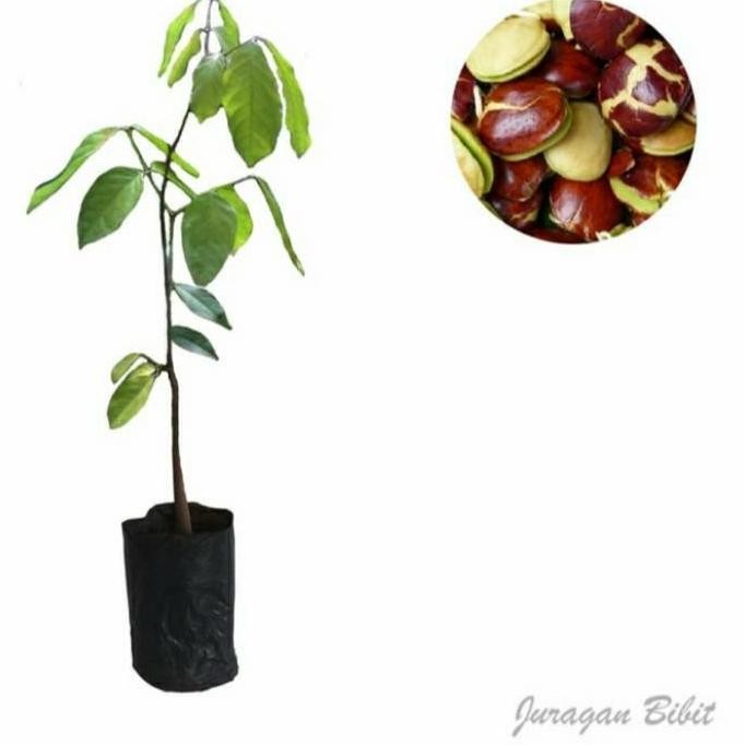 BIBIT POHON JENGKOL/ BIBIT JENGKOL SUPER/ BIBIT BUAH JENGKOL ASLI