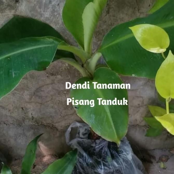 POHON Bibit Pohon Pisang Tanduk / Buah Pisang Tanduk
