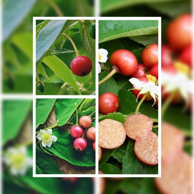 bibit pohon buah ceri / kersem