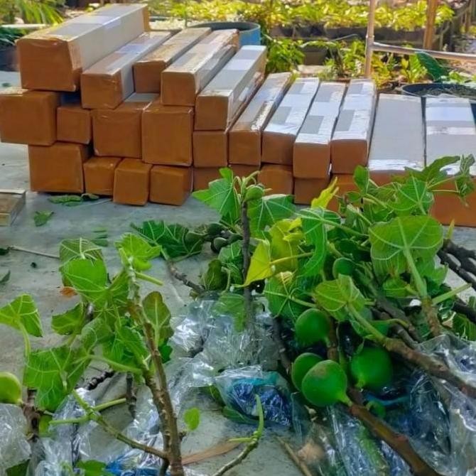 bibit buah tin / pohon Ara kuning jumbo produktif/mudah berbuah