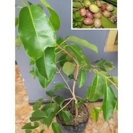 Bibit buah duwet putih duet/jamblang okulasi pohon