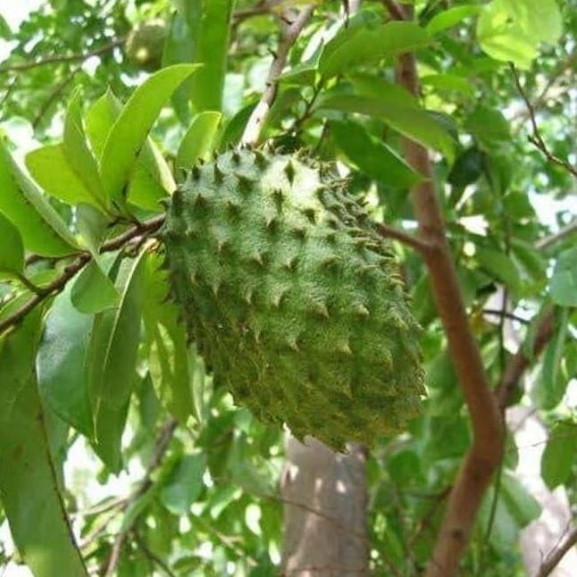 Bibit Pohon Sirsak Madu - Buah Sirsak Madu -Tanaman Sirsak