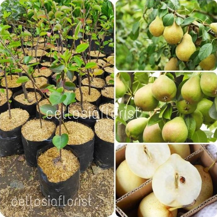 Bibit Tanaman Buah Pir Kuning Cangkok Lebih Cepat Berbuah Pohon Hidup