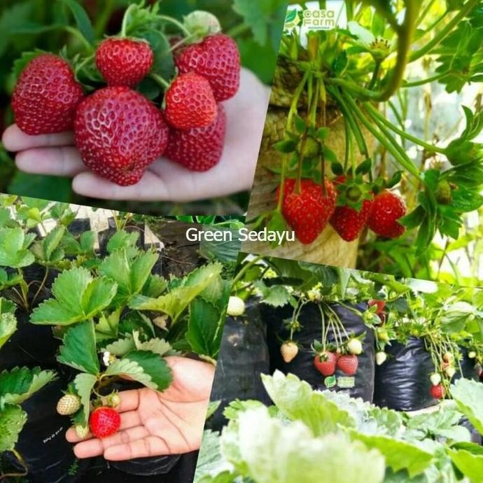 Bibit Pohon Buah Stroberi Jumbo Super