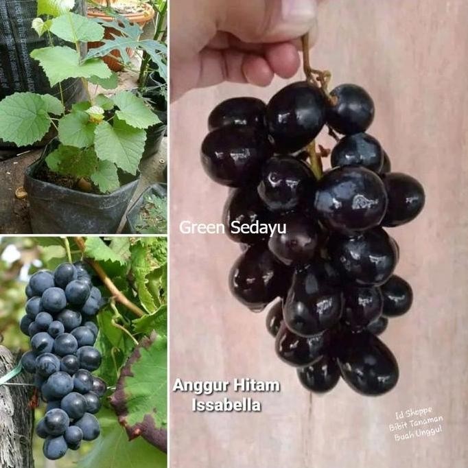 Bibit Pohon Buah Anggur Hitam Issabella Cepat Berbuah Siap Tanam