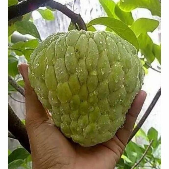 POHON bibit buah srikaya /bibit tanaman srikaya.