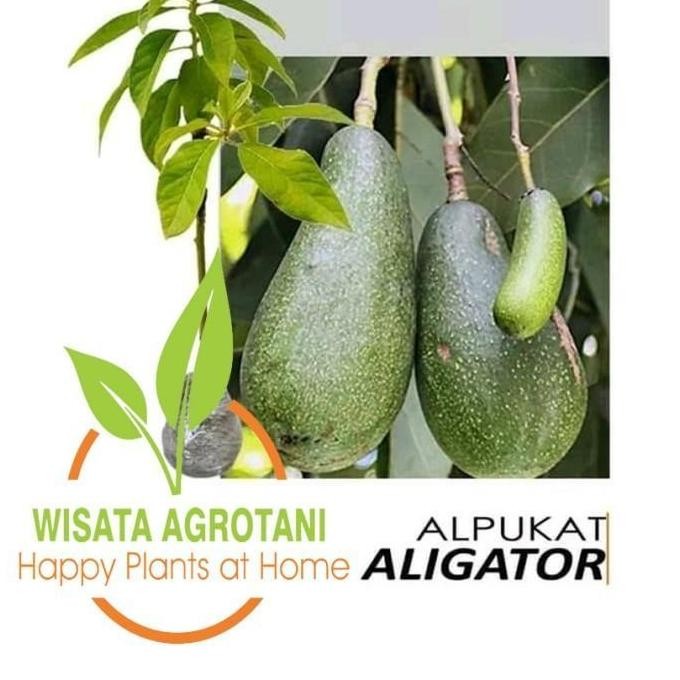 PAKET 10 POHON ALPUKAT ALATOR/ BIBIT BUAH ALPUKAT CANGKOK/ TANAMAN
