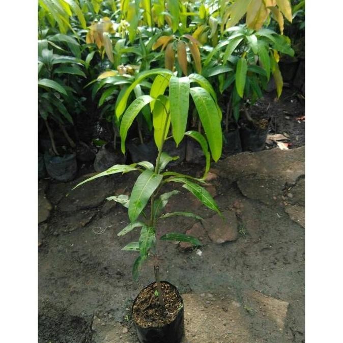 Bibit Mangga Kiojay Pohon Mangga Bibit Buah Mangga Kiojay Jumbo 1