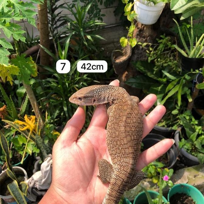 

Terlaris | Terbaru | Best Seller | Termurah Savmon Gemoy Original | High Quality | Berkualitas