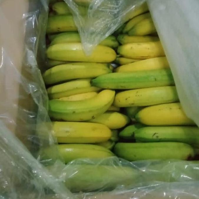 

Terlaris | Terbaru | Best Seller | Termurah Pisang Kapendis Sunprisee Original | High Quality | Berkualitas