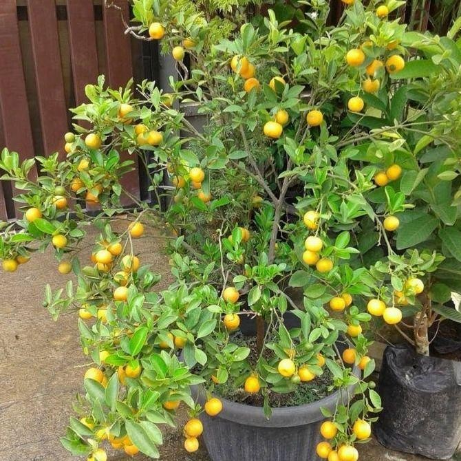 tanaman jeruk kip lemon cina berbuah tinggi 0-60cm