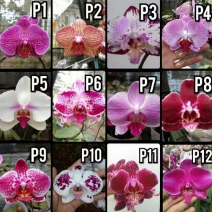 TERLARIS - anggrek bulan spike siap berbunga - anggrek bulan spike/knop - anggrek