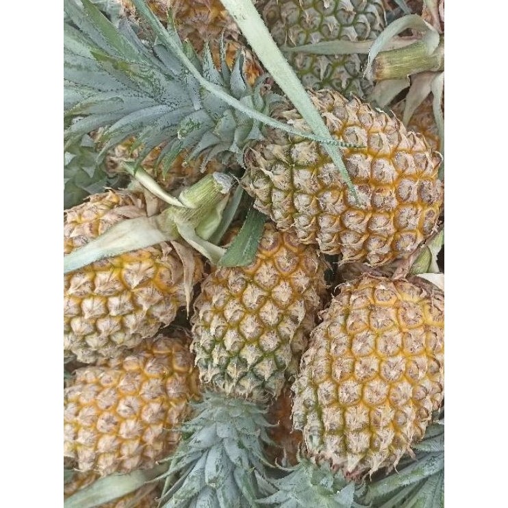 

[]COD[] __ INSTAN KOTA JAMBI Buah Nanas Madu per pcs