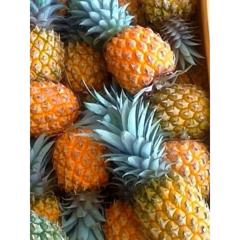 

[]COD[] __ Nanas madu ukuran Super Asli pemalang