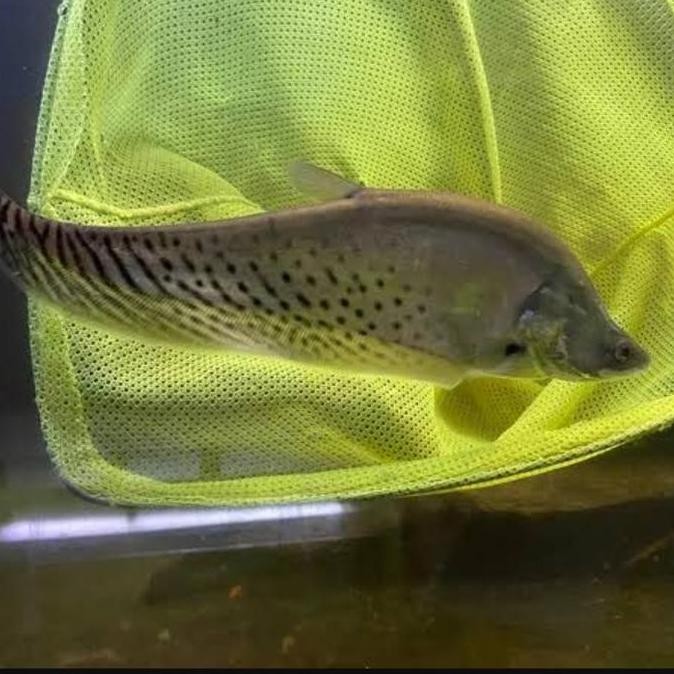 

Belida Royal Import Royal Co