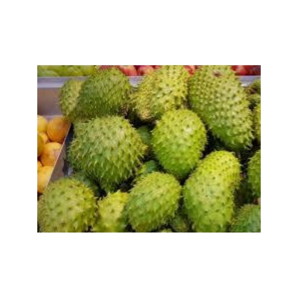 

{}_Bisa_COD[] sirsak lokal buah segar dan berkualitas