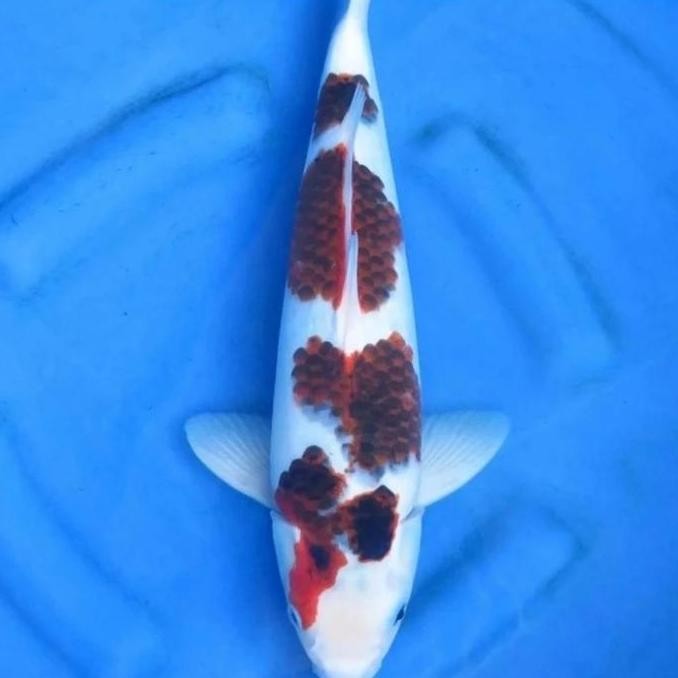 Ikan Koi Goromo Blitar Size +/- 28-33 Cm Co