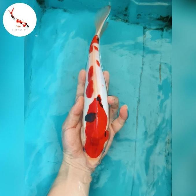Ikan Koi Showa Doitsu 30 Cm Co