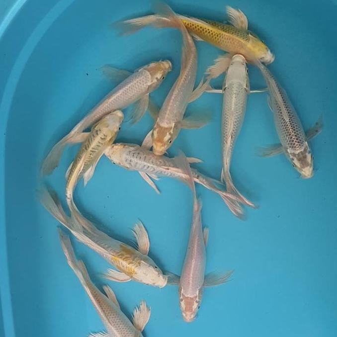 Paket Ikan Koi Blitar Kumpay 10 Ekor Co