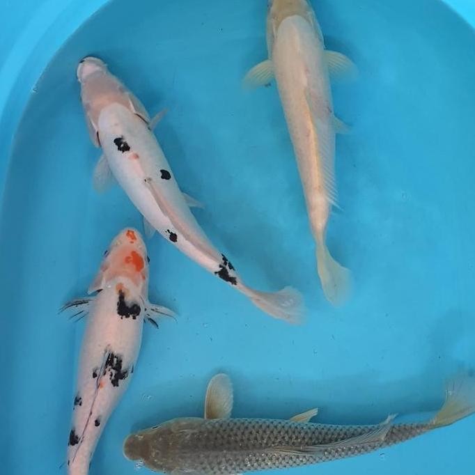 Paket Ikan Koi Blitar 20-37Cm 15 Ekor Co