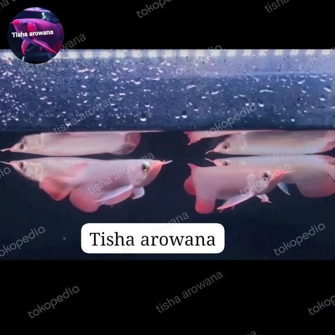 Arwana Super Red Chili Co