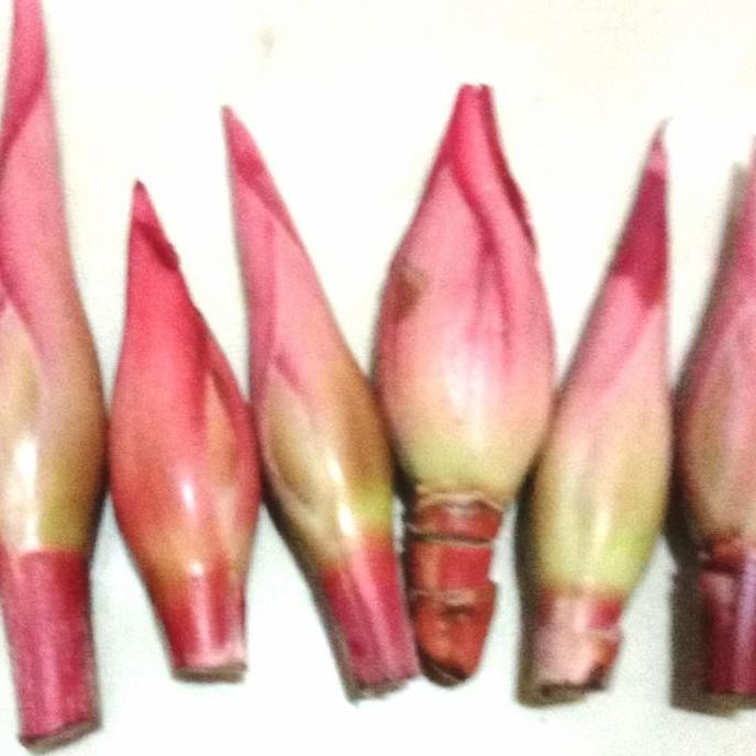 

Kecombrang/kicung/Bungarias 500 gram