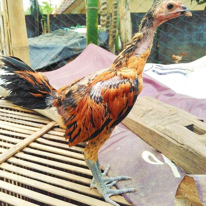 

Ayam Kampung Asli Usia 1 s/d 2 Bulan - Gratis Pur Ayam