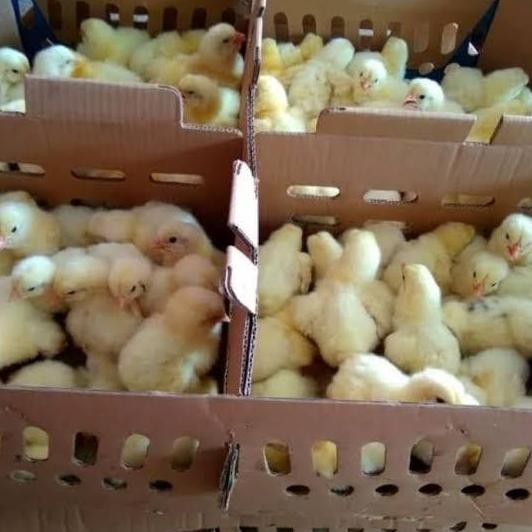 

Doc Ayam Negri - Anak Ayam Pejantan 1 Box Termurah