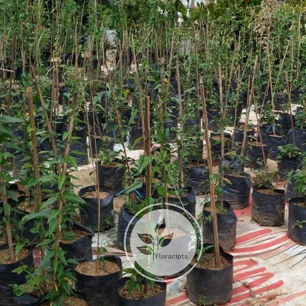 Ready Bibit tanaman cincau jelly / Pohon cincau hijau rambat / Daun cincau