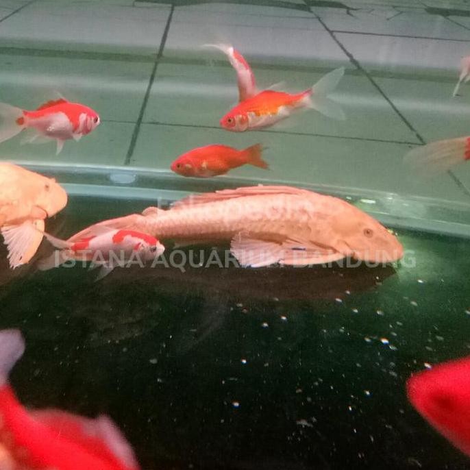 Ikan Sapu Albino Jumbo