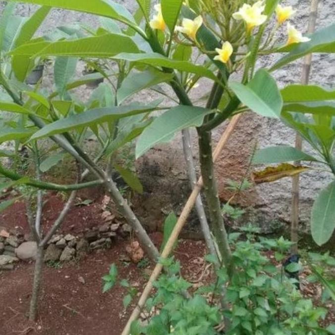 Ready kamboja bali 2 meter/kamboja bunga kuning