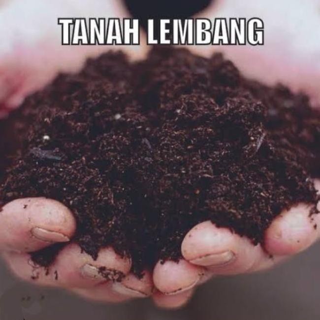 Ready Media tanaman tanah Lembang | Tanah untuk media tanaman.