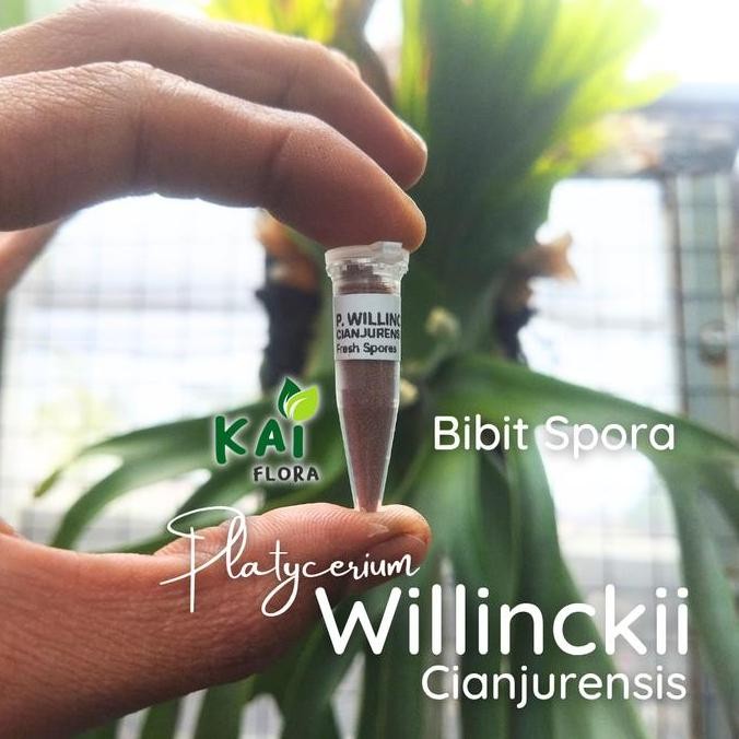 Ready Platycerium Willinckii | Bibit Spora