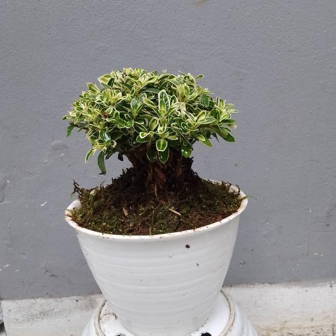 Ready tanaman Bonsai Mirten jadi di kirim sama pot