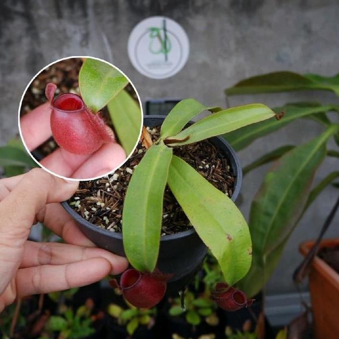 Ready kantong semar nepenthes ampullaria red