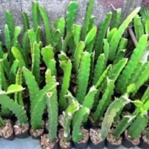 POHON Pohon buah naga/ Bibit pohon buah naga BISA COD