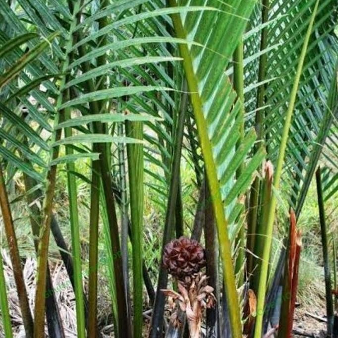 Bibit tanaman buah nipah bibit pohon daon tanaman ra tinggi 20-40 cm BISA COD