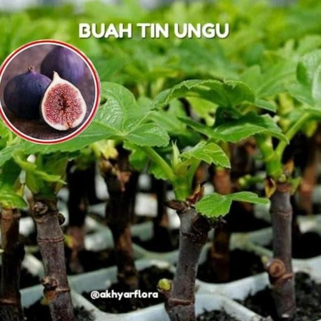 POHON Bibit Buah Tin Pule Yordan Pule Jordan Bibit Tin Pohon Tin BISA COD