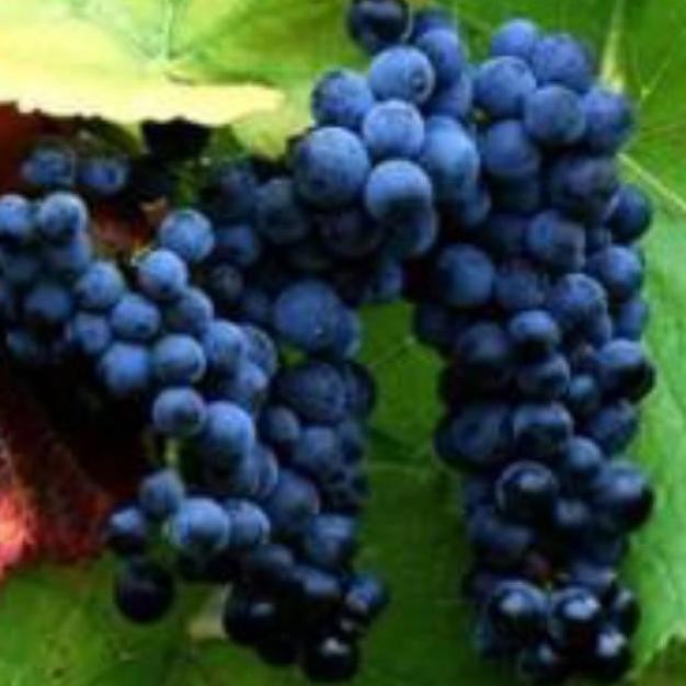 Bibit tanaman pohon buah anggur hitam bibit anggur hitam BISA COD