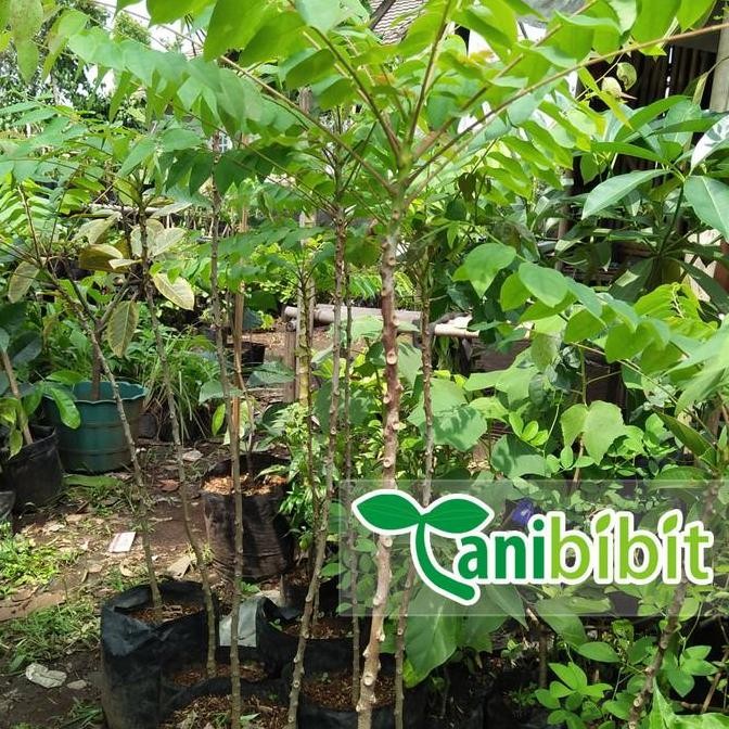 POHON Bibit Pohon Belimbing Wuluh - Tanaman Buah Belimbing Wuluh BISA COD